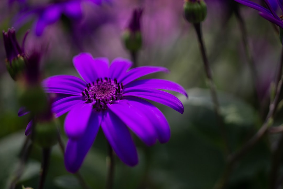 Photo purple color