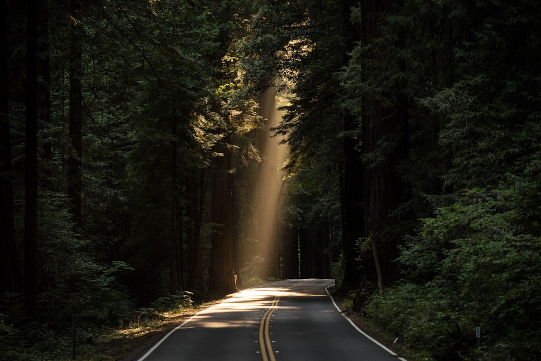 Photo forest
