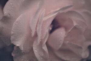 Photo dusty rose